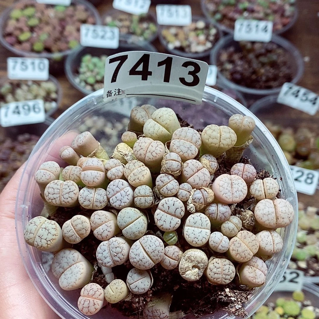 7413荒啦啦啦啦咯