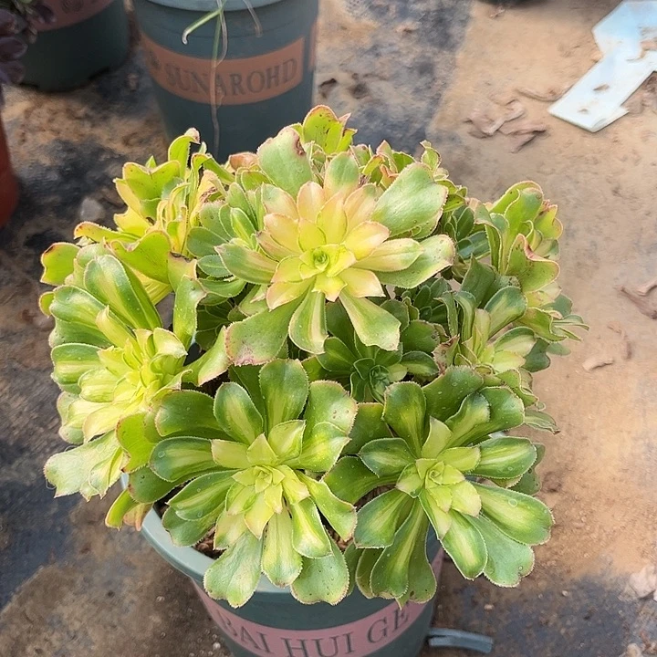 多肉植物法师锦126