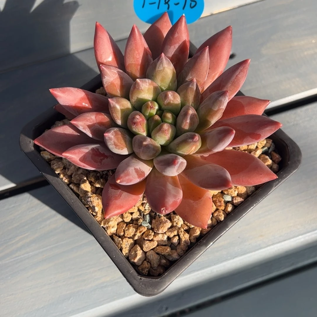 风*1-19-70重楼多肉植物