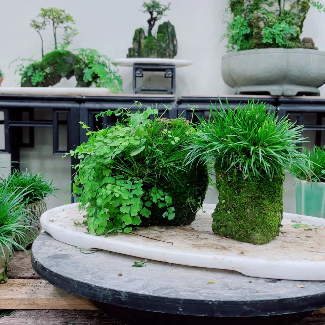 无铅玻璃一****意铁线蕨的一个分支是