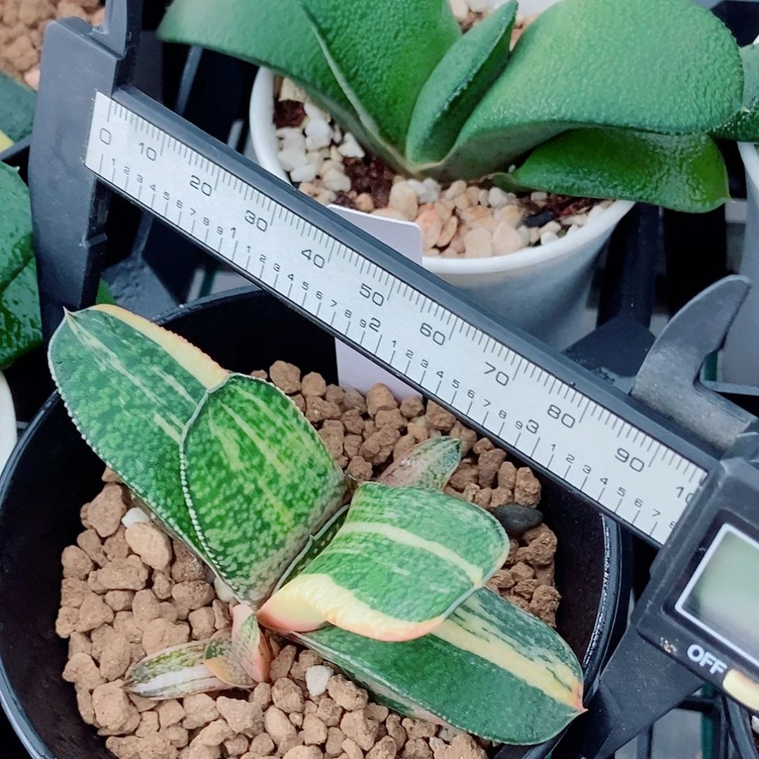 353卧牛恐龙实生锦带侧牙锦都很好带盆发货