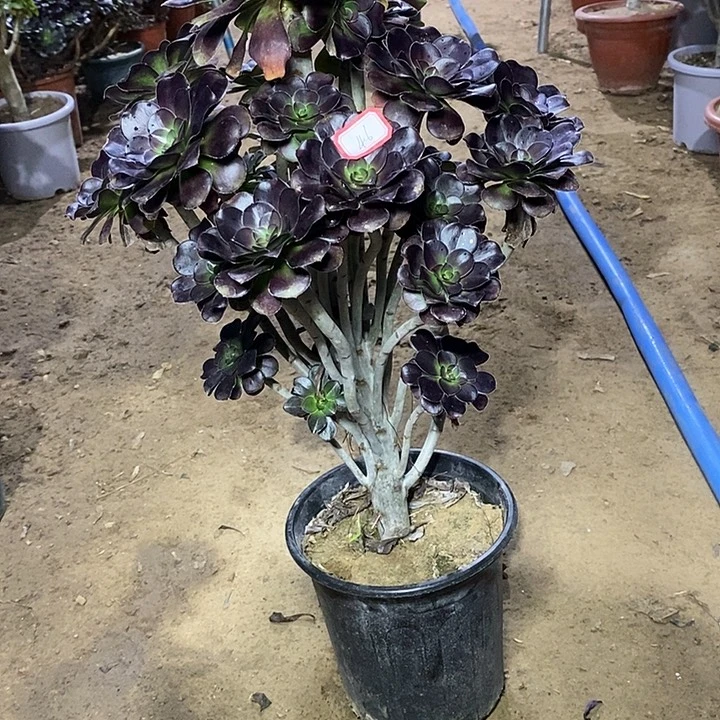 46，黑圆叶1356788999900