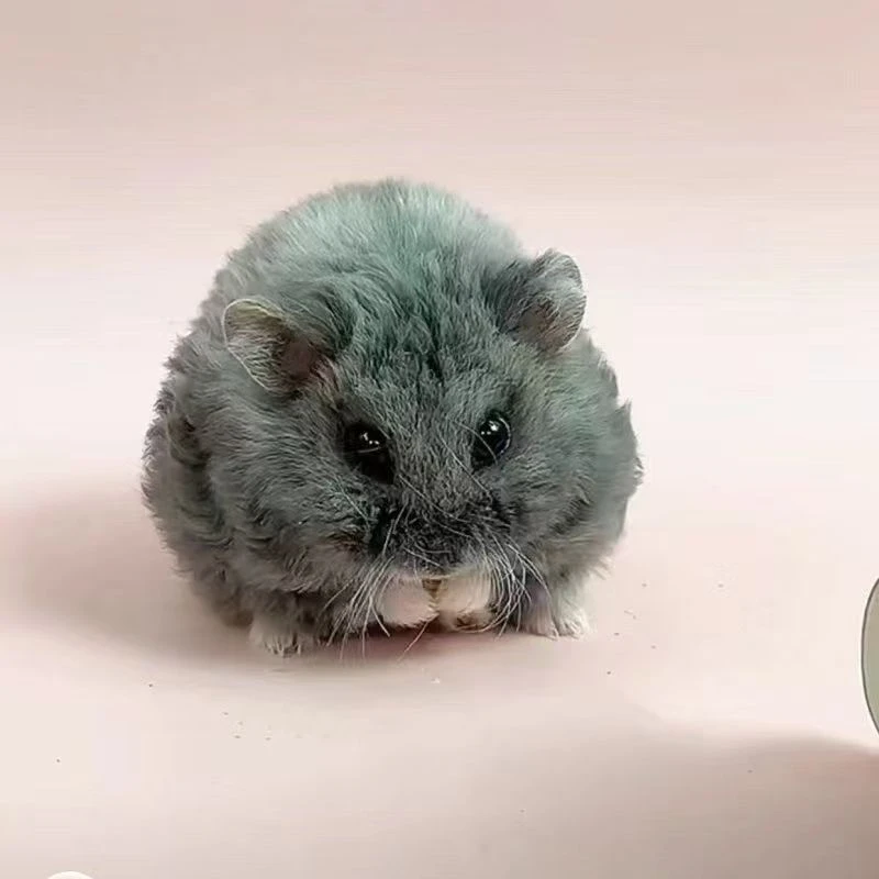 自己家繁殖的坎贝尔宝宝