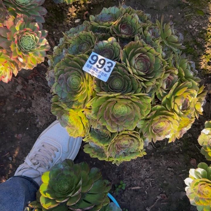 拉丝花29-9包邮花花