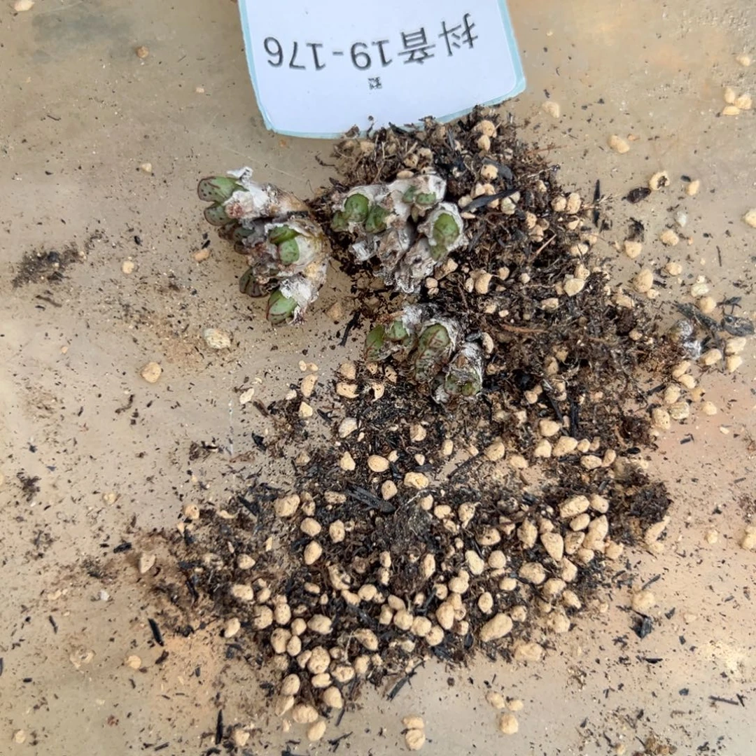 19-176量拍小t海伦娜一群