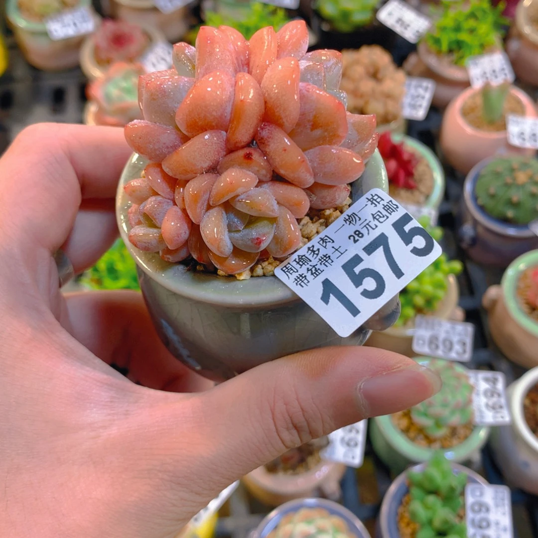 5厘米盆精控多肉1575