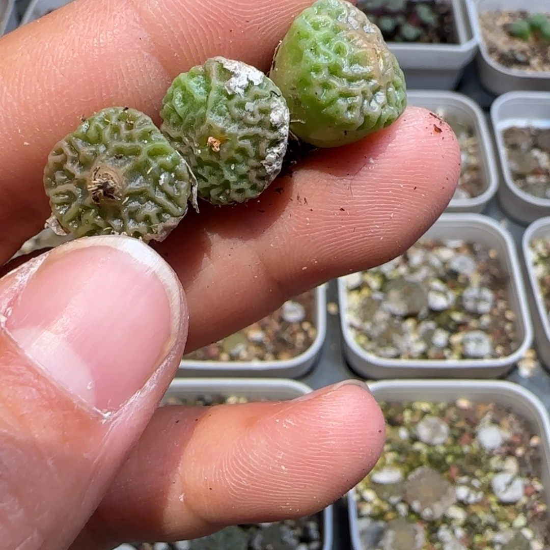 哼***╭超烧多肉植物三颗