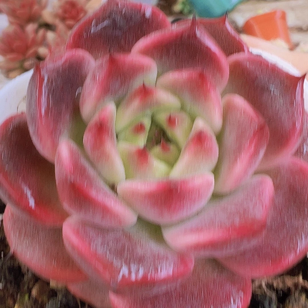 神笛19包邮多肉植物