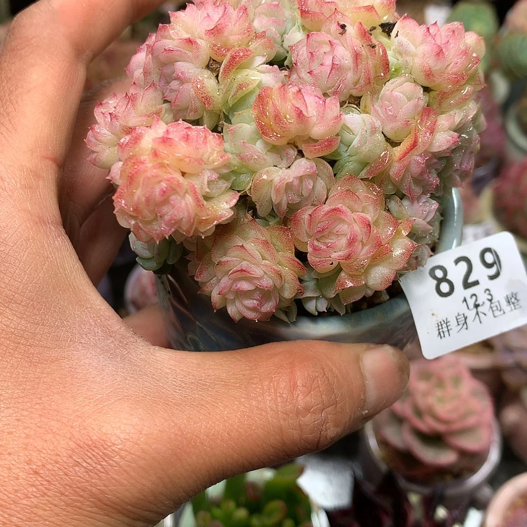 精控拇指盆12.3829