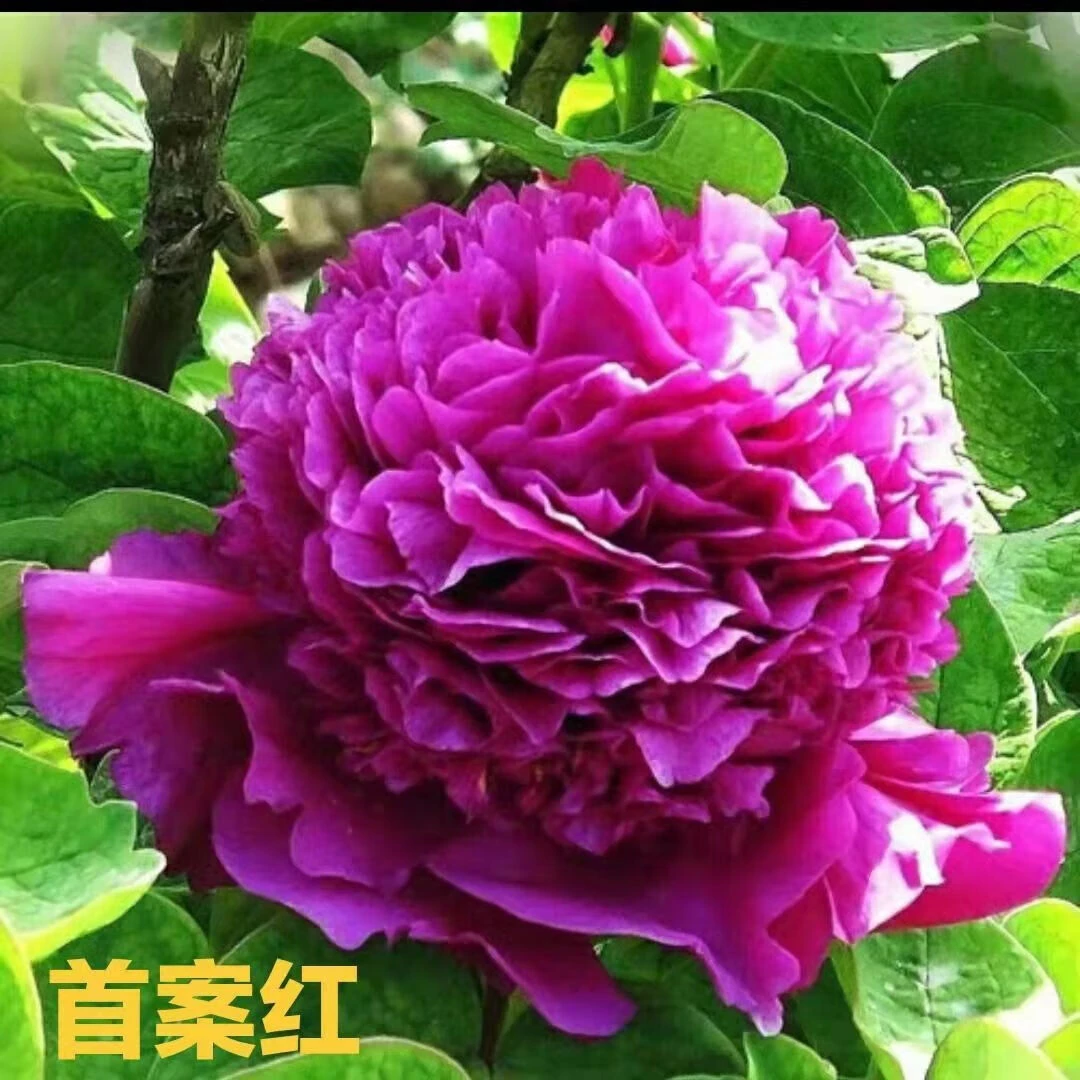 【首案红】盆栽牡丹 原盆原土