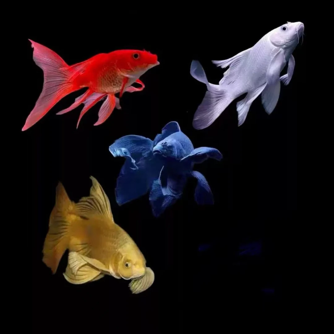 2号改价链接------台湾纯种蝴蝶鲤观赏鱼耐活包邮