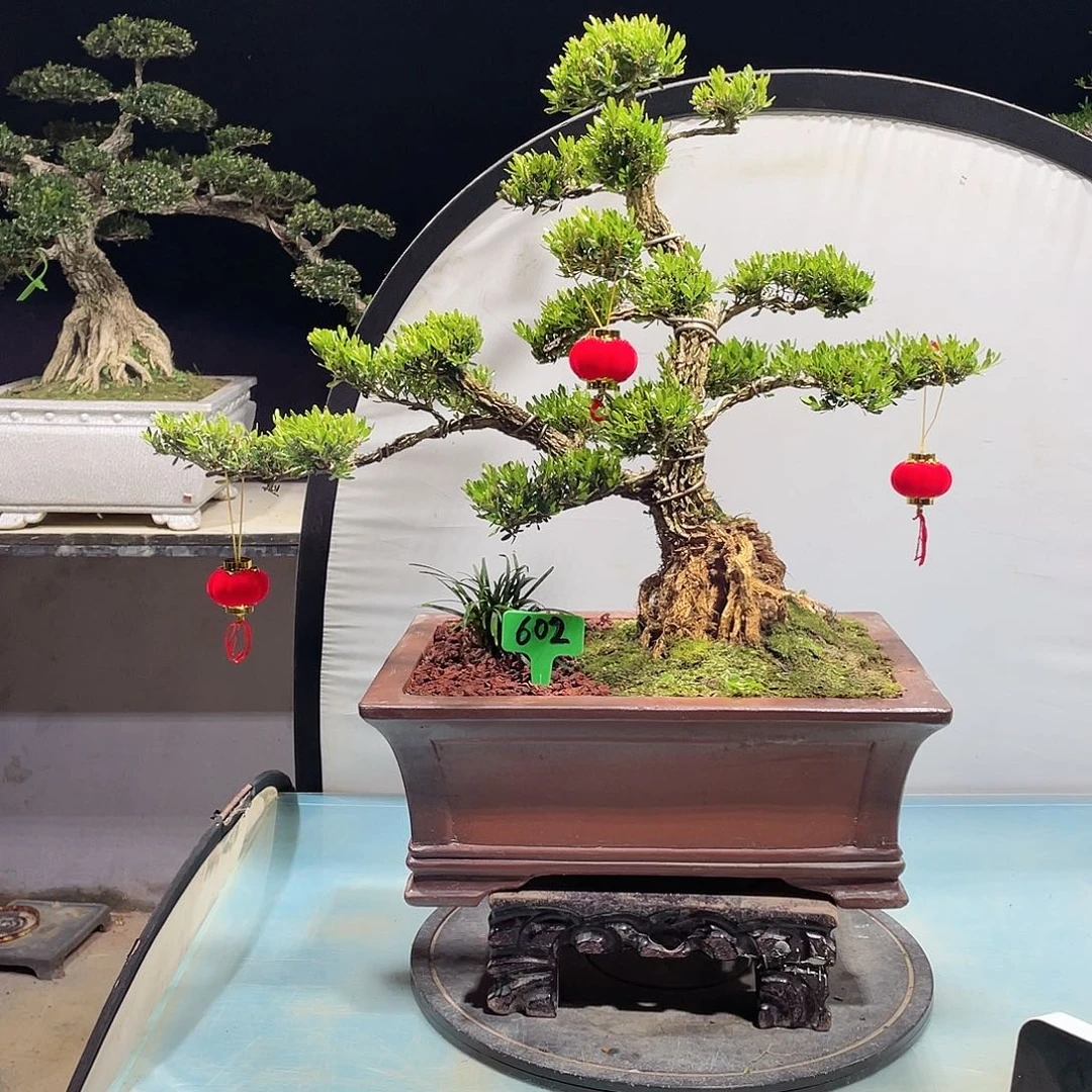 黄杨黄杨黄杨黄杨602