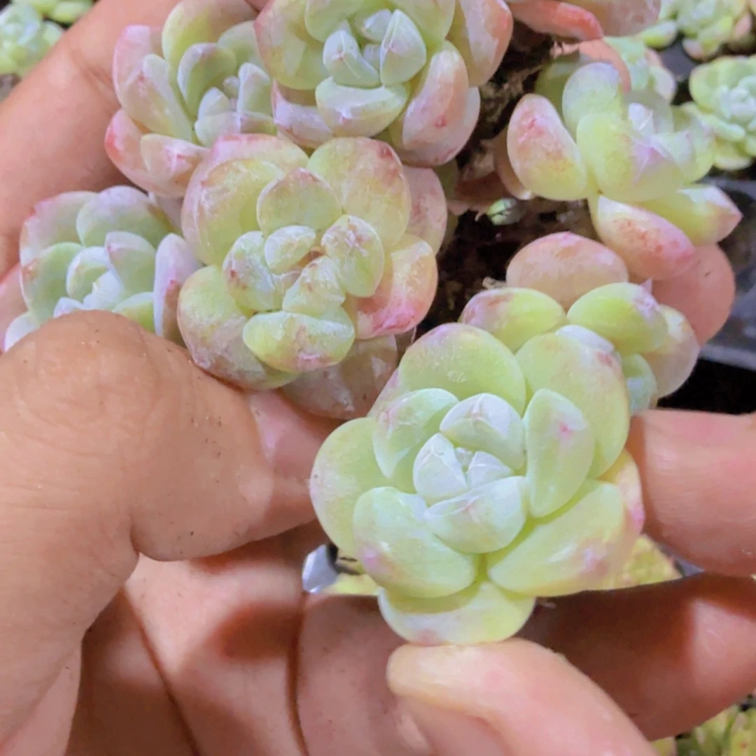 果冻冰玉五颗一组穴盘