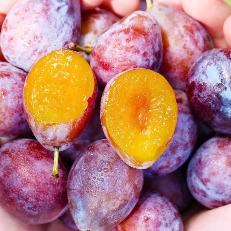 【顺丰空运】正宗新疆喀什法兰西西梅李子新鲜水果现摘小西梅鲜果