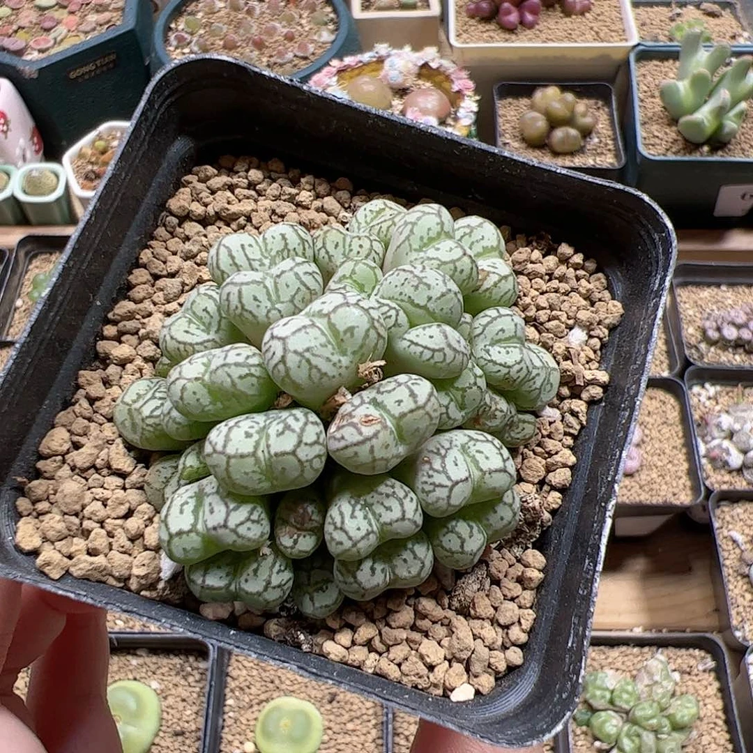【闪购商品】153 猴脸