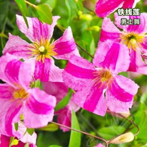 勇士舞       小苗