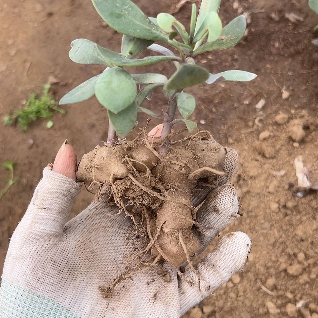 以look杜呃呃呃呃呃呃呃