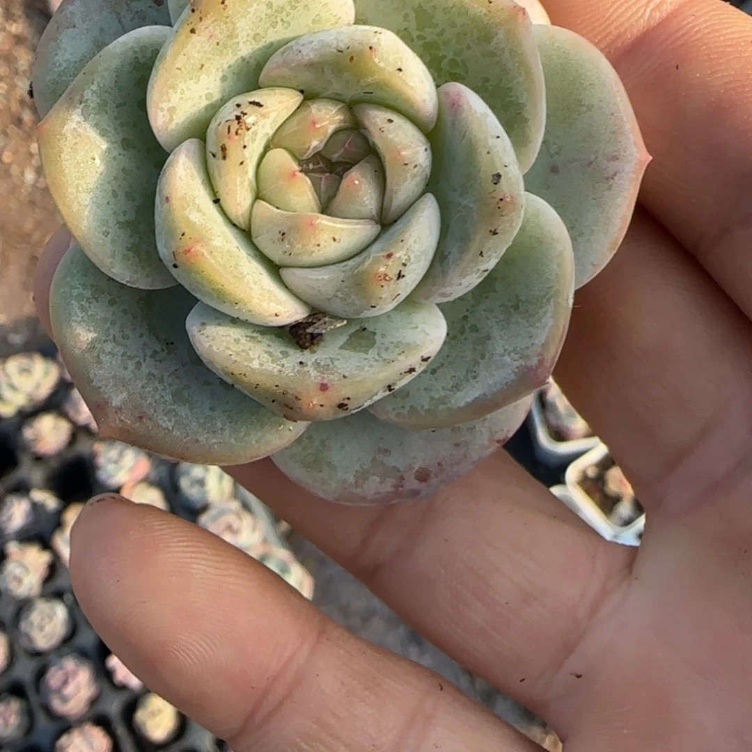 小卡拉米糖心一物一拍