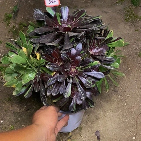 水墨丹青捧花法师823号链接