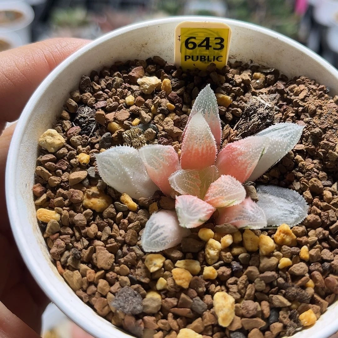 643糊斑白帝城锦福利