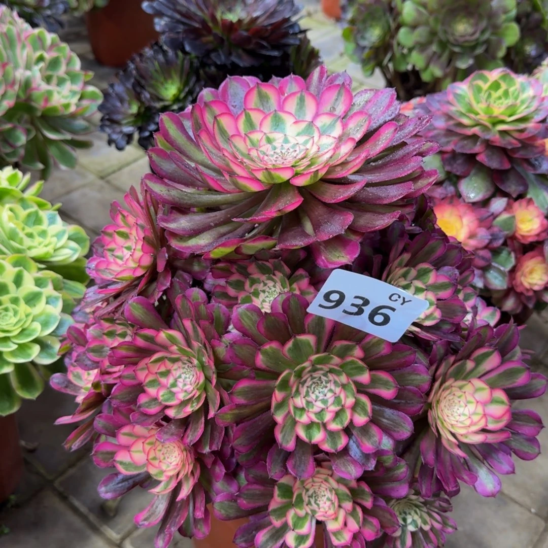 多肉植物936红桐柏