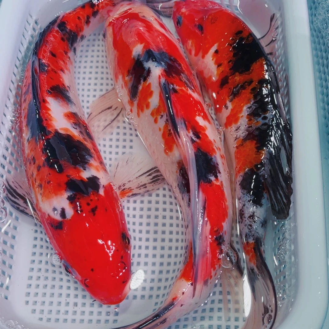 锦鲤锦鲤冷水鱼观赏147