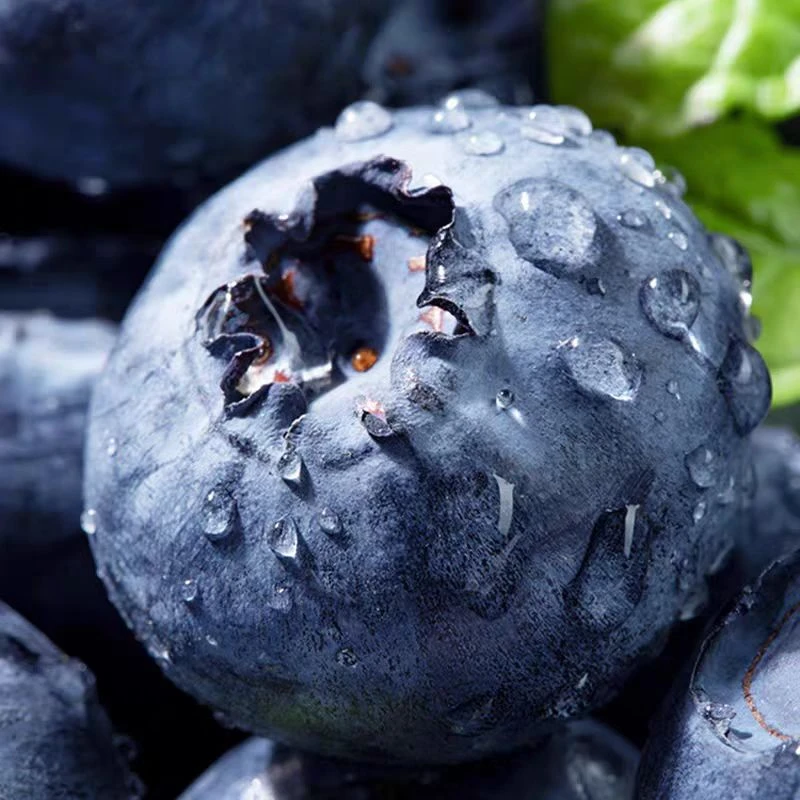 【木田巨无霸蓝莓】云南22-24+mm高山浓香型脆甜蓝莓孕妇水果包邮G云南蓝莓云南省红河哈尼族彝族自治州