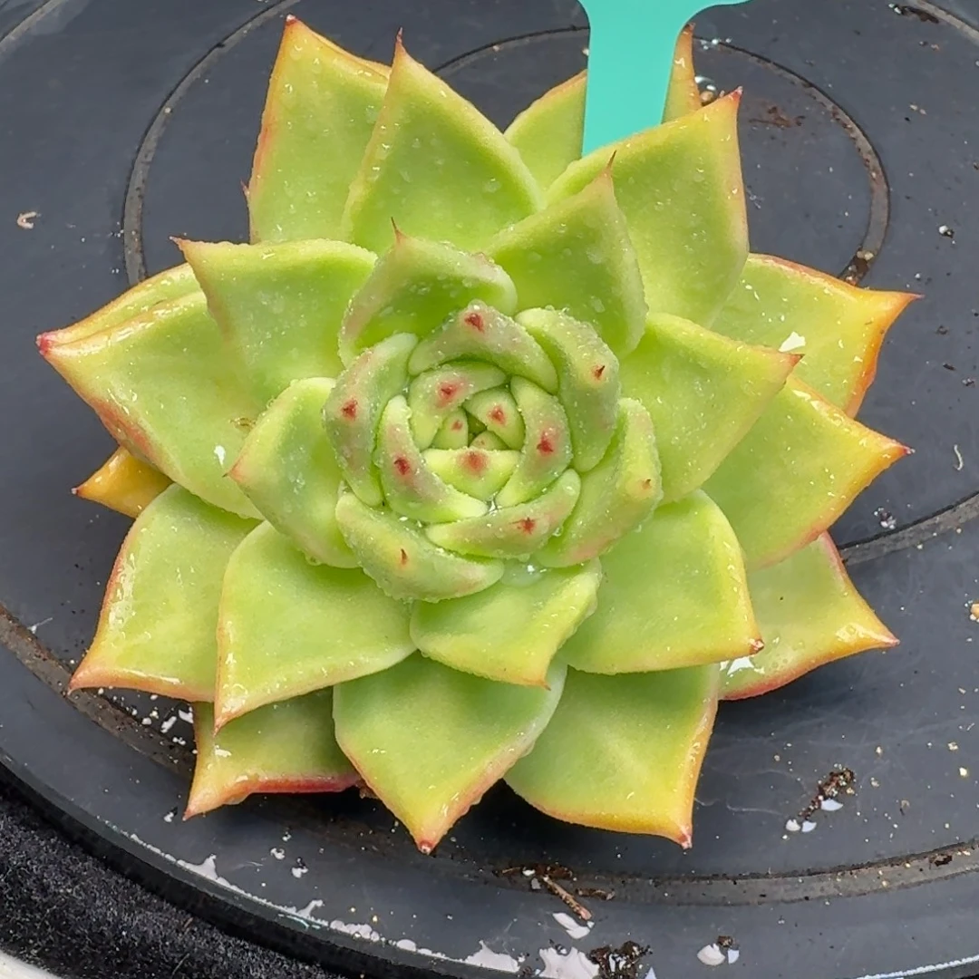 从前慢多肉精选编号1215.113