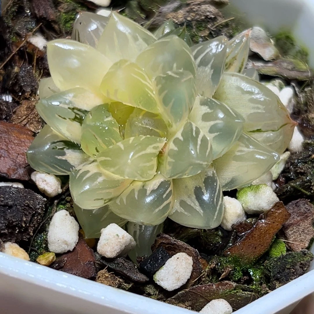 恭喜发财大吉大利938