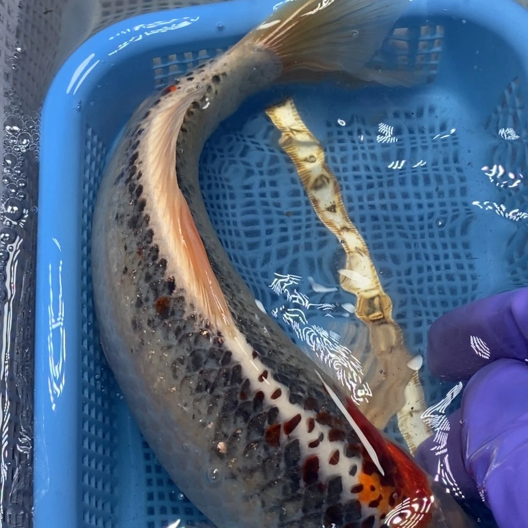 锦鲤冷水锦鲤包邮