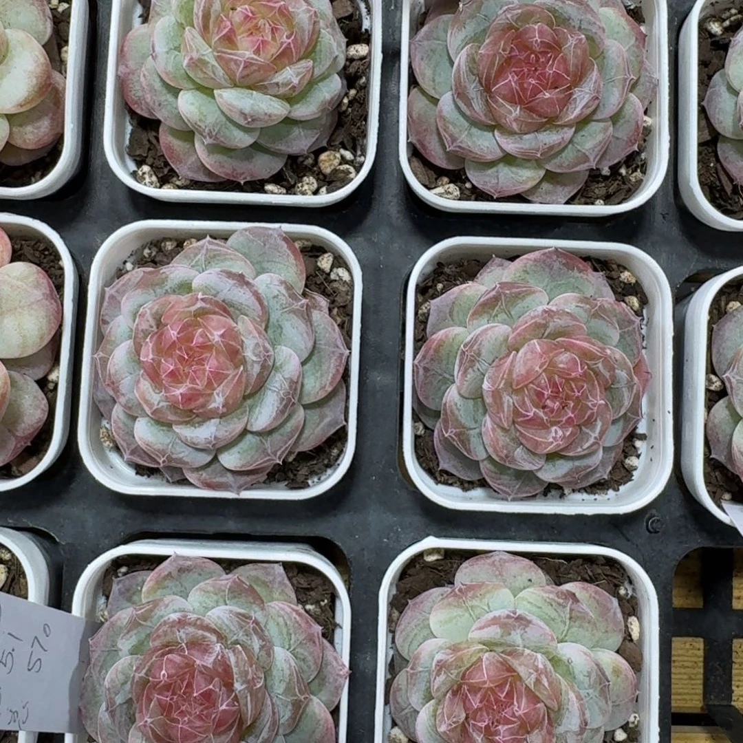 1207-122-晴岚八一颗量拍