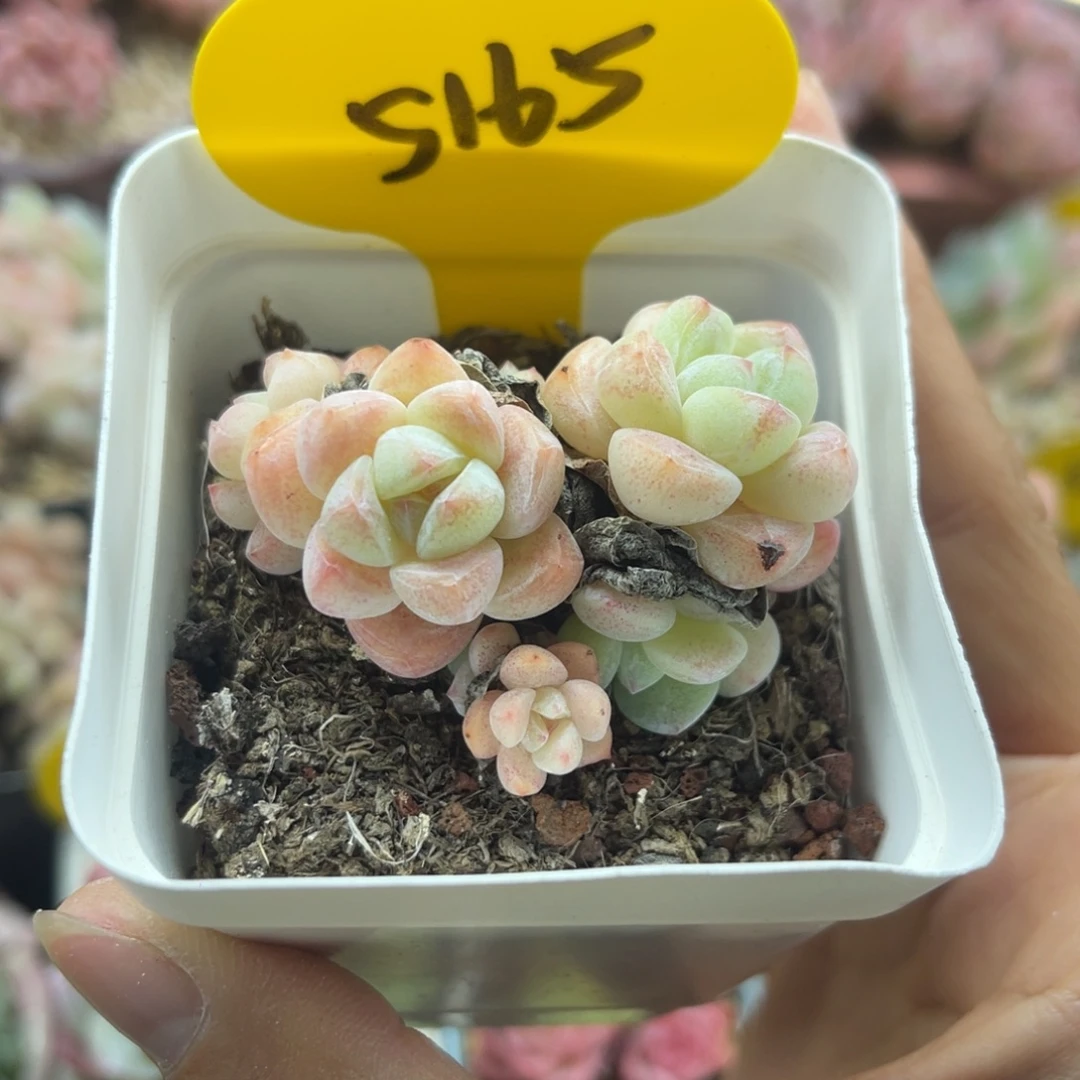 糖心冰玉6头老桩5165