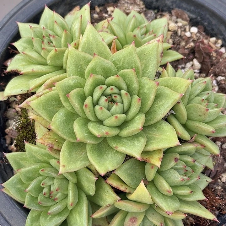 凸起玛利亚20192多肉植物