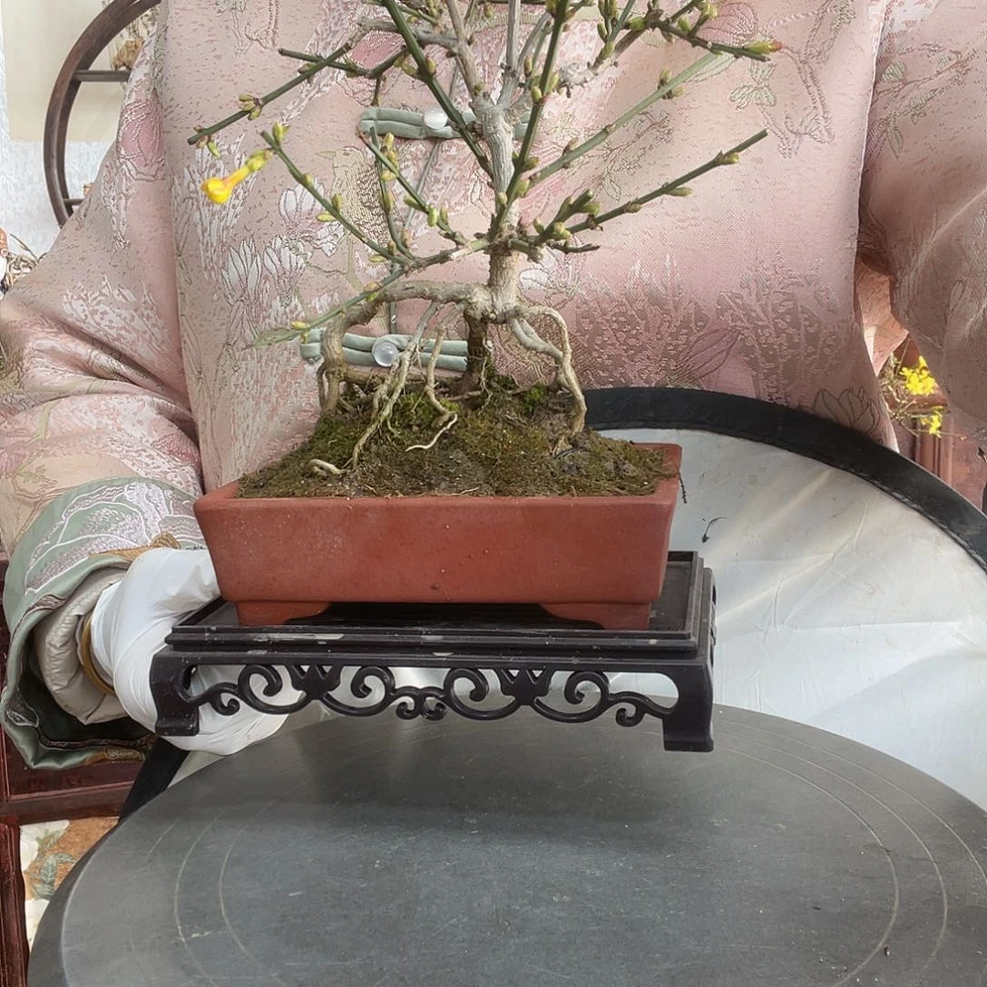 无花朵迎春花开了