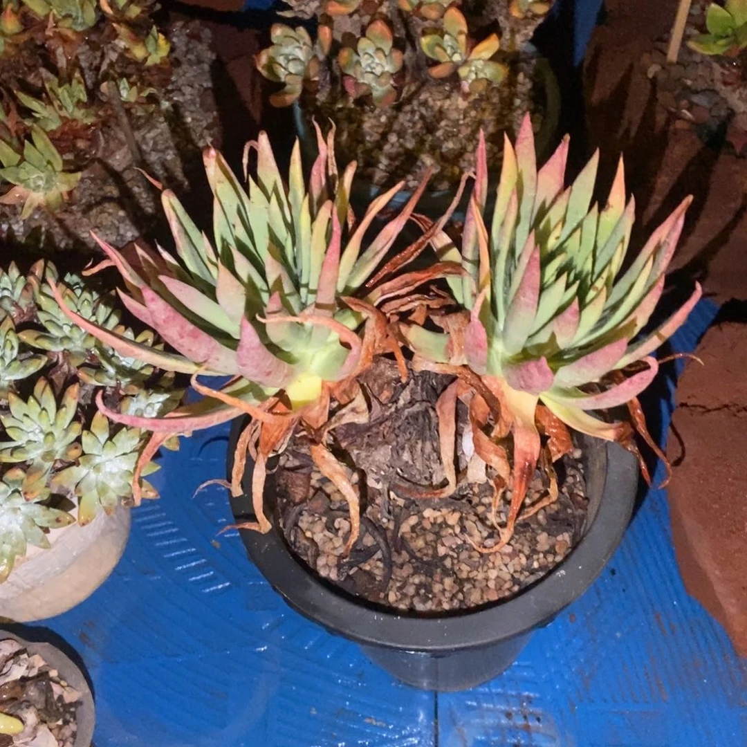伊静思多肉植物啦啦啦