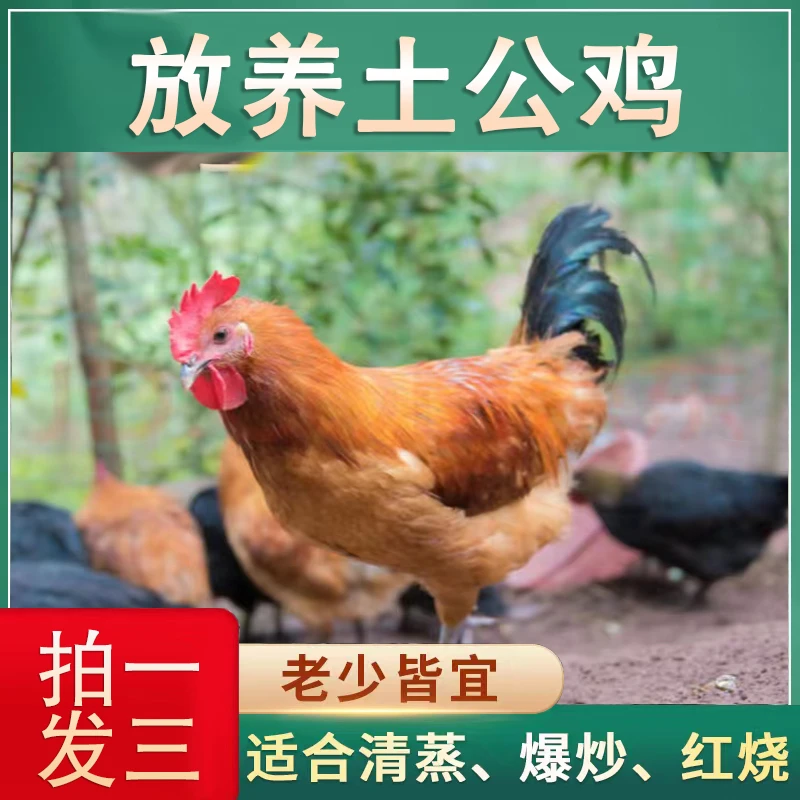 【千千1】农家放养150天黄脚大公鸡 3只总重9斤
