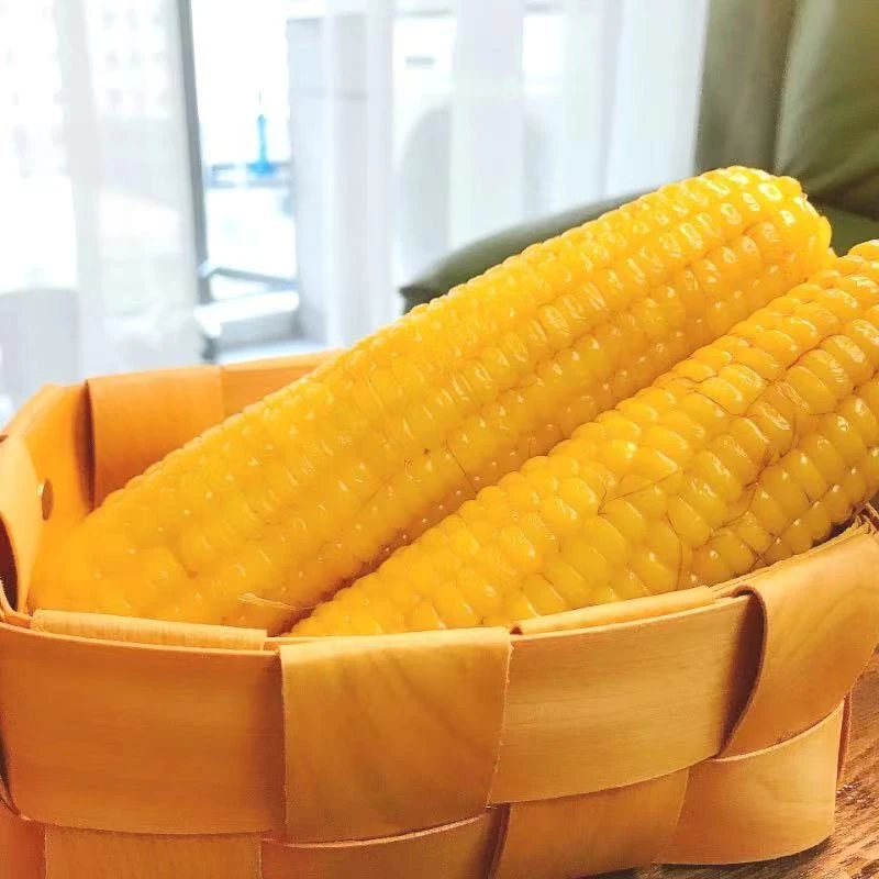 （试吃2根）正宗黄糯玉米东北220克左右/根10根一箱2