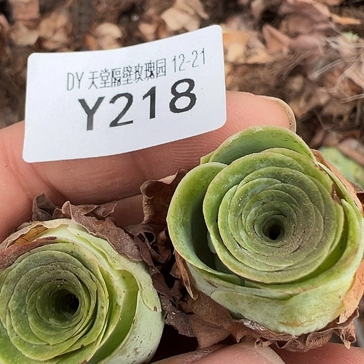 小***花杨218 不知名捡漏福利