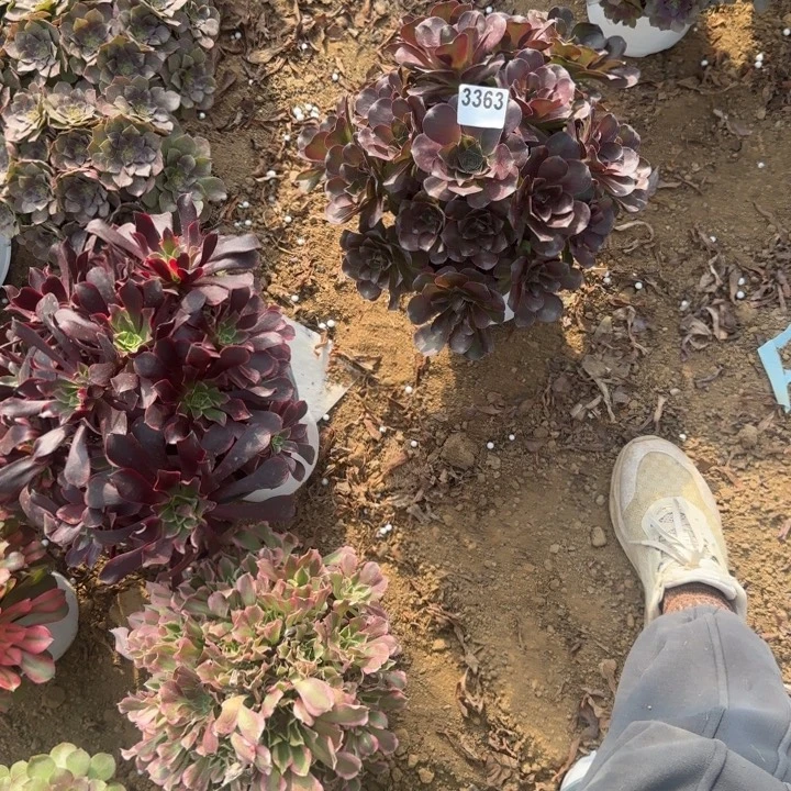 3363 清棚处理不包断枝