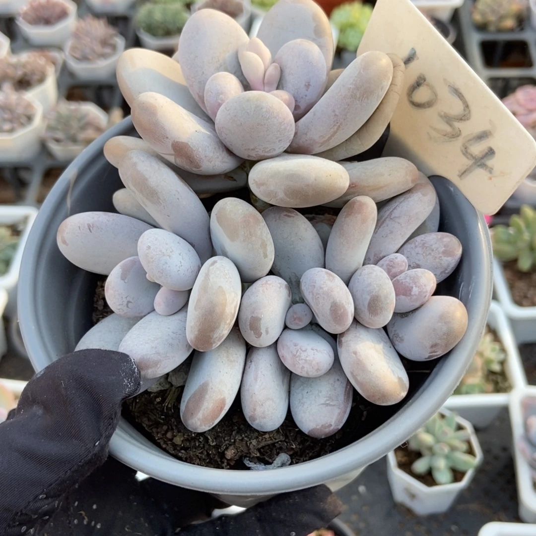 1034橙雪球多肉植物多肉