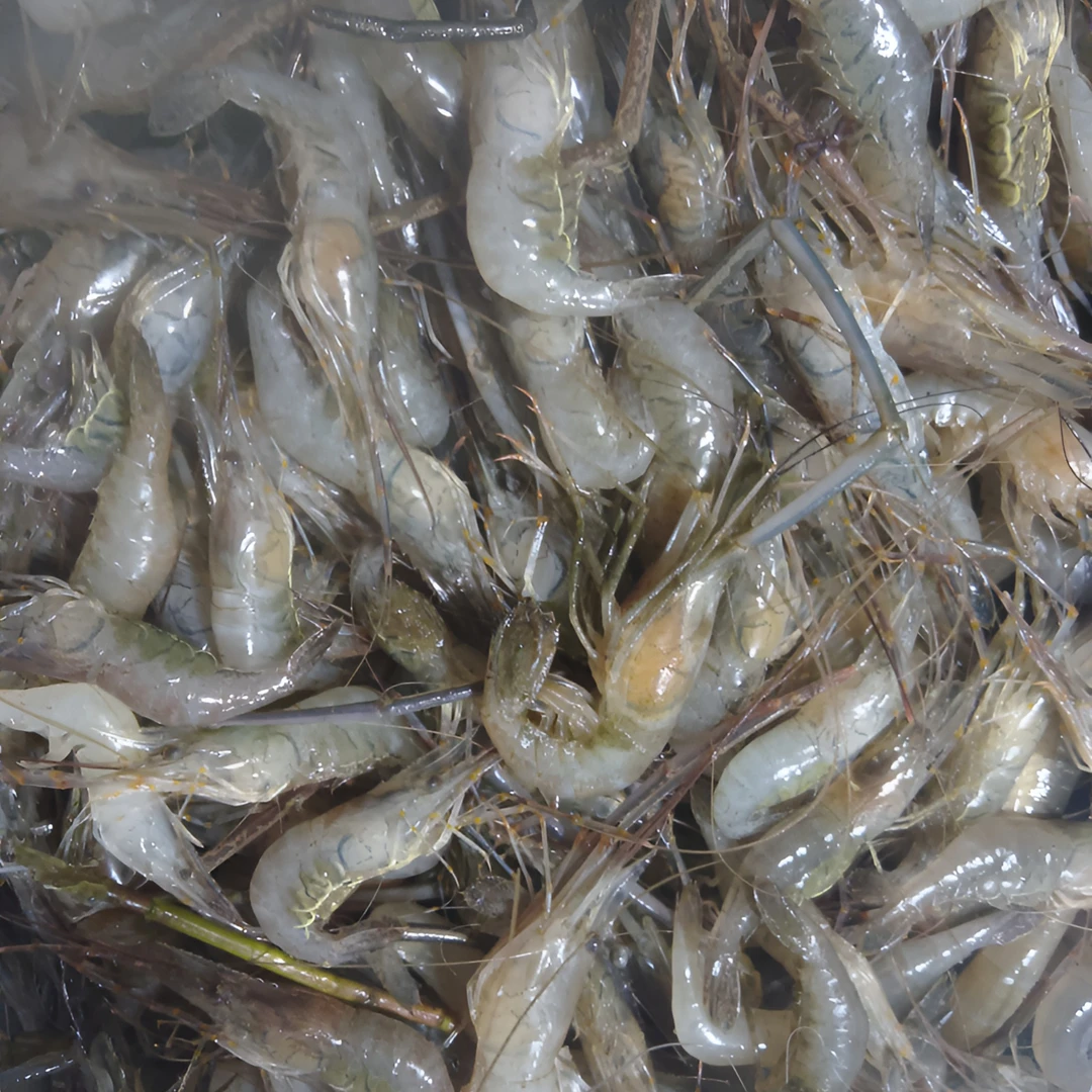 自家塘口纯天然小河虾肉质鲜嫩无污染冰块打包顺风包邮到家