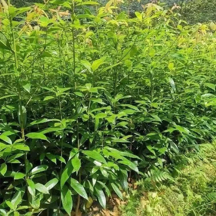 四川金丝楠木苗正宗金丝楠苗名贵小叶桢楠树苗金丝楠木苗楠木树苗