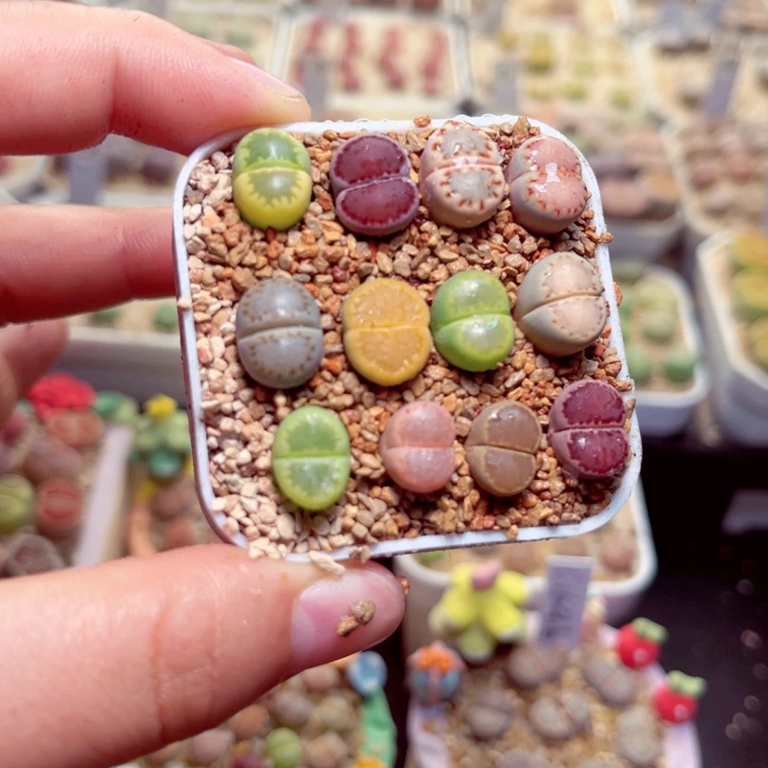 234号带盆盆包邮发货