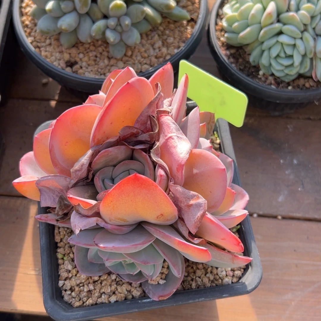 布鲁蓝群生4头11111111