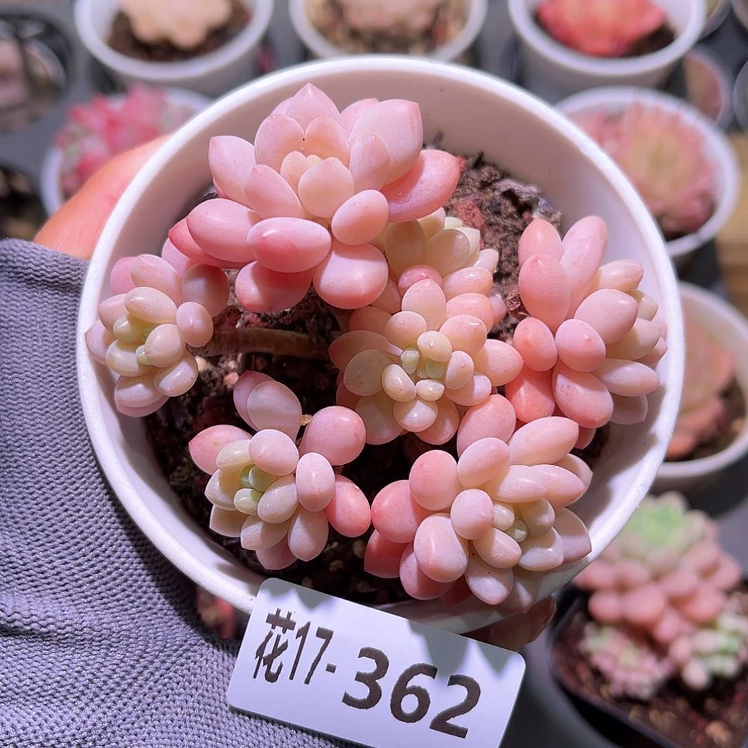 花17-362洛可可群