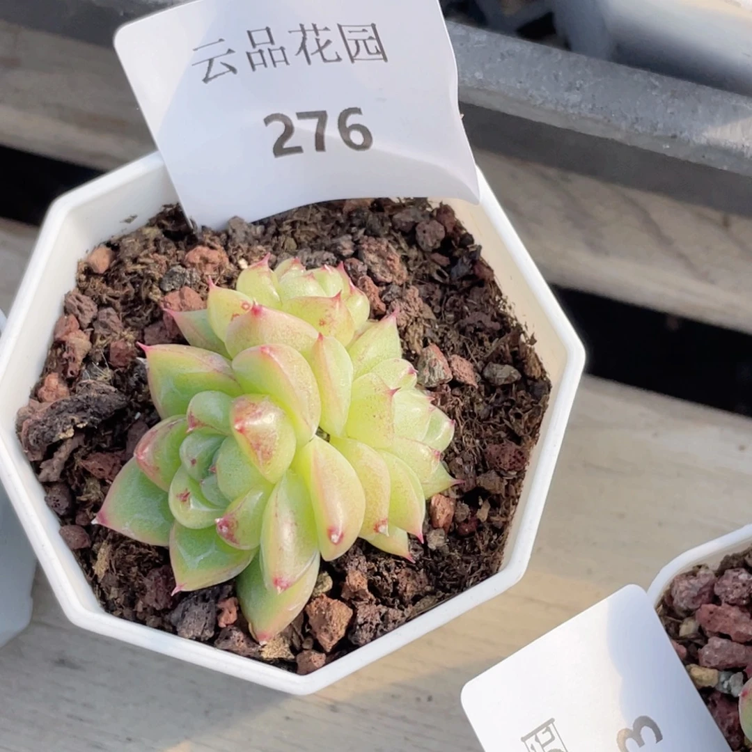 喵***喵276号糖心冰心珍妮