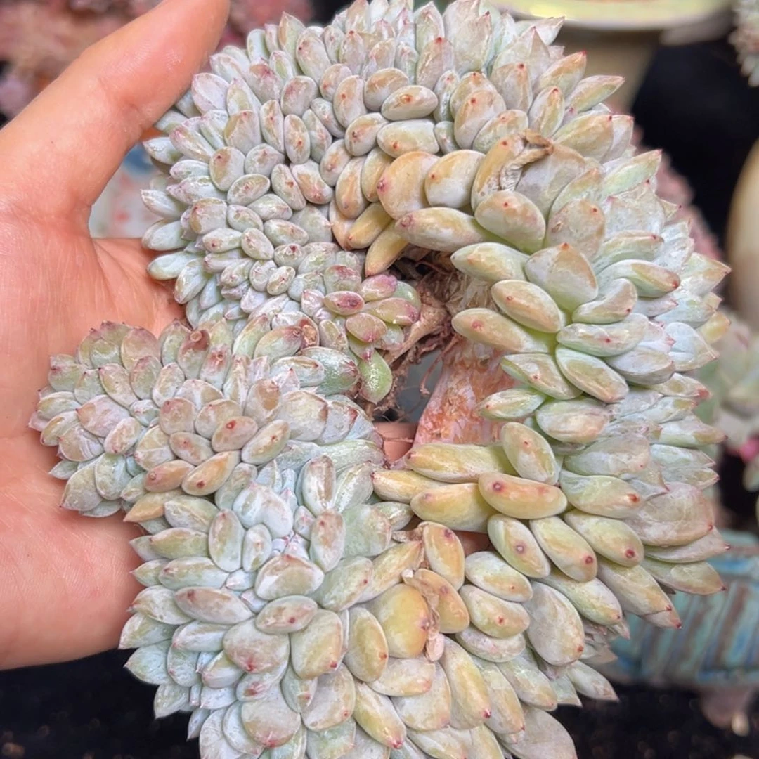 新年快乐 新年快乐