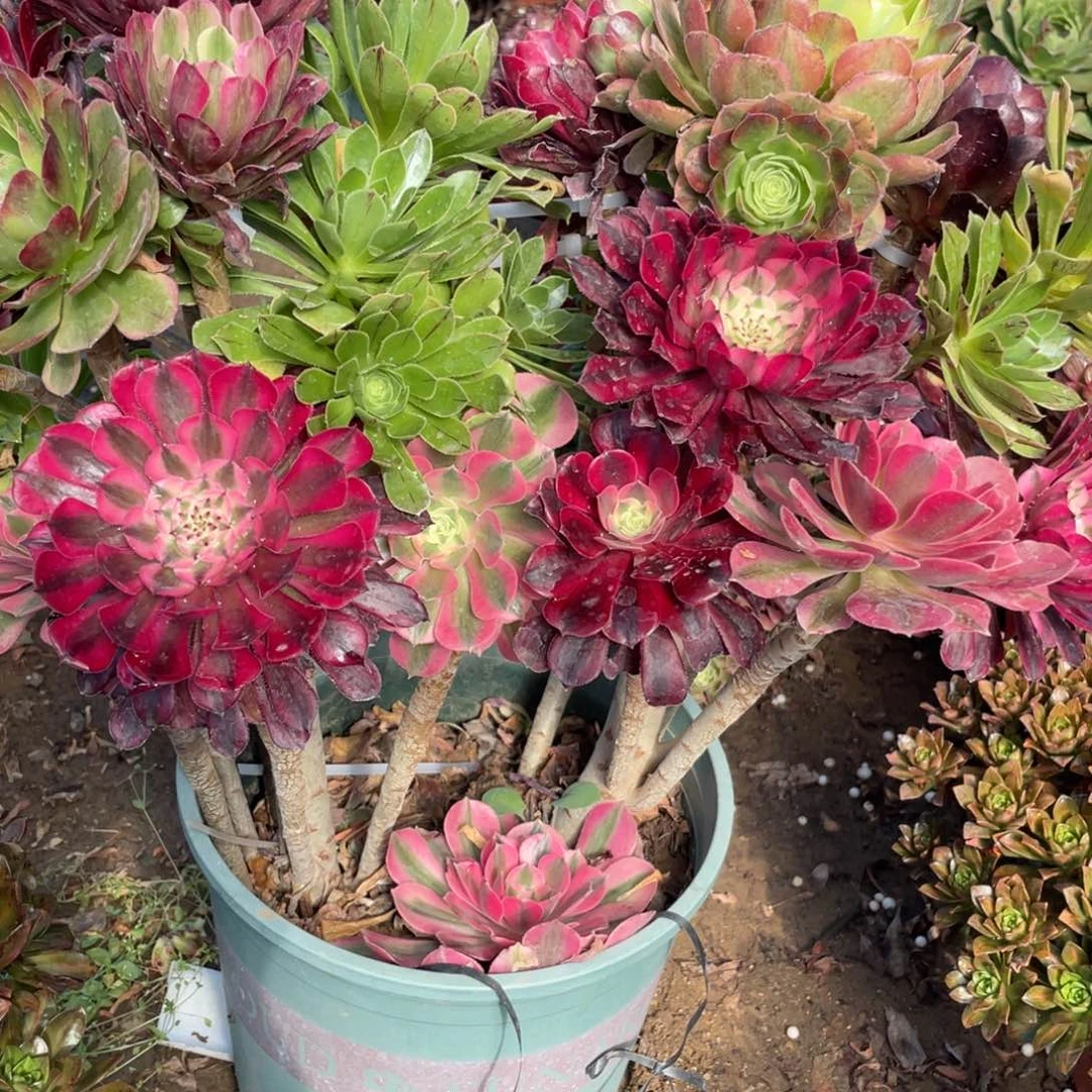 余****100000000000000043