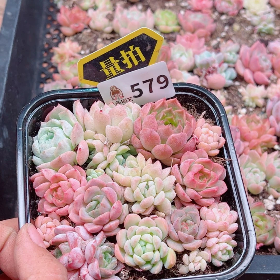 多肉植物多肉植物