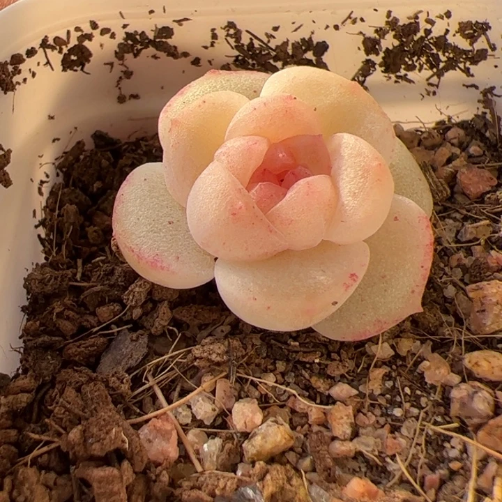 一物一拍，精品多肉，尺寸不大介意勿拍